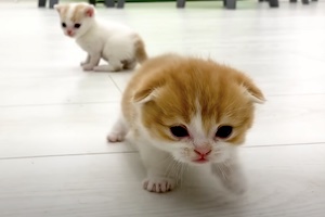【ネコ】走ることを覚えたばかりの子猫ちゃんたち可愛すぎワロターッ！