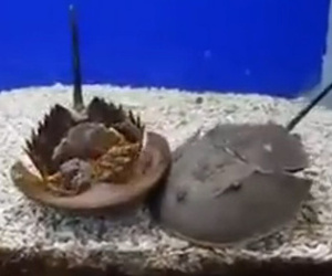 【動画】ひっくり返って動けないカブトガニを仲間が助ける